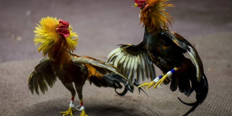 Tìm hiểu các mẹo đá gà cựa dao