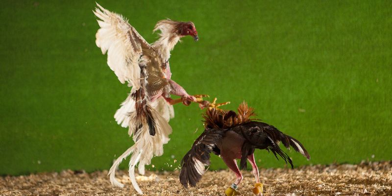 Tìm hiểu top mẹo đá gà cựa sắt