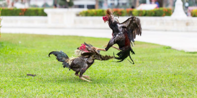 Xem tướng chiến kê đoán kết quả