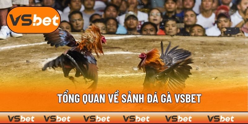 Sảnh đá gà VSBET mang đến những trận đấu kịch tính