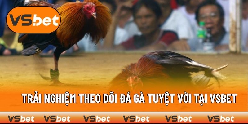 Trải nghiệm theo dõi chọi kê chất lượng chỉ có tại nhà cái